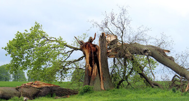 Baum geknickt