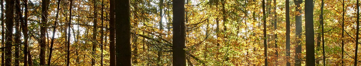 olwo wald 026 (1)